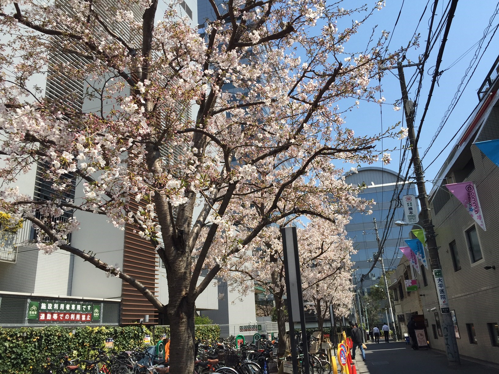 渋谷区文化総合センター大和田　裏手の桜